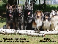 Altdeutscher Schäferhund-Hundezüchter (63. Ergebnis)