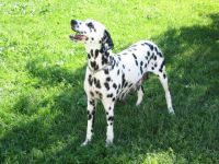 Dalmatiner-Hundezüchter (20. Ergebnis)