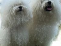 Bologneser-Hundezüchter (3. Ergebnis)