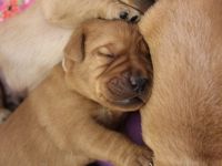 Labrador Retriever-Hundezüchter in Niedersachsen (2. Ergebnis)