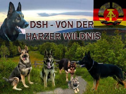 Foto: Deutscher Schäferhund