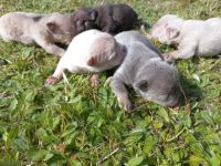 Französische Bulldogge-Hundezüchter in Pommern (1. Ergebnis)