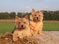 Norwich Terrier-Hundezüchter in Schleswig-Holstein (10. Ergebnis)