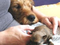 Irish Terrier-Hundezüchter in Niedersachsen (11. Ergebnis)