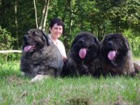 Kaukasischer Schäferhund-Hundezüchter in Thüringen (1. Ergebnis)
