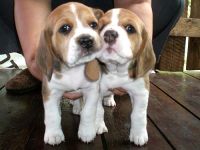 Beagle-Hundezüchter (1. Ergebnis)