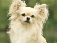 Chihuahua-Hundezüchter in Hessen (1. Ergebnis)