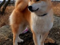 Shiba Inu-Hundezüchter (2. Ergebnis)