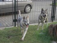 Tschechoslowakischer Wolfshund-Hundezüchter (8. Ergebnis)