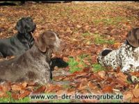 Deutsch-Drahthaar-Hundezüchter (4. Ergebnis)