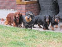 Dackel-Hundezüchter in Nordrhein-Westfalen (8. Ergebnis)