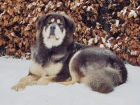 Tibet-Dogge-Hundezüchter in Wallonien (2. Ergebnis)