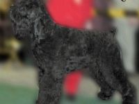 Schwarzer Terrier-Hundezüchter (6. Ergebnis)