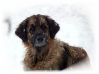Leonberger-Hundezüchter (4. Ergebnis)