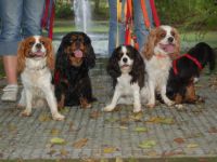 Cavalier King Charles Spaniel-Hundezüchter in Nordrhein-Westfalen (2. Ergebnis)