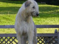 Irish Wolfhound-Hundezüchter (20. Ergebnis)