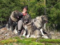 Kaukasischer Schäferhund-Hundezüchter in Sachsen-Anhalt (1. Ergebnis)