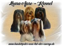 Lhasa Apso-Hundezüchter (2. Ergebnis)
