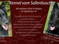 Belgischer Schäferhund-Hundezüchter (5. Ergebnis)
