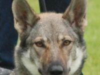 Saarloos-Wolfhund-Hundezüchter (8. Ergebnis)