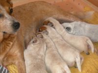 Australian Cattle Dog-Hundezüchter (5. Ergebnis)