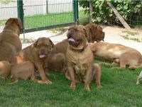 Bordeauxdogge-Hundezüchter (15. Ergebnis)