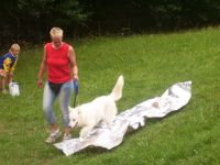 Weißer Schweizer Schäferhund-Hundezüchter in Niederösterreich (20. Ergebnis)