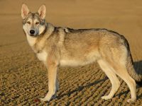 Saarloos-Wolfhund-Hundezüchter (7. Ergebnis)