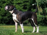 Olde English Bulldogge-Hundezüchter (4. Ergebnis)