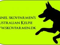 Kelpie-Hundezüchter in Dänemark (2. Ergebnis)