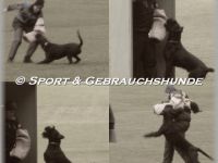 Riesenschnauzer-Hundezüchter in Vorarlberg (5. Ergebnis)