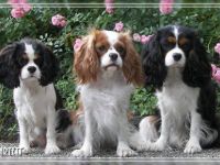 Cavalier King Charles Spaniel-Hundezüchter (11. Ergebnis)