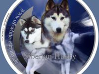 Siberian Husky-Hundezüchter (8. Ergebnis)