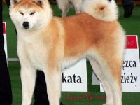 Akita Inu-Hundezüchter (16. Ergebnis)