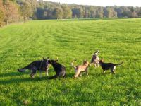 Deutscher Schäferhund-Hundezüchter in Saarland (20. Ergebnis)