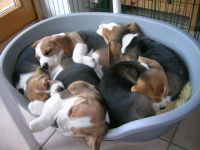 Beagle-Hundezüchter (9. Ergebnis)