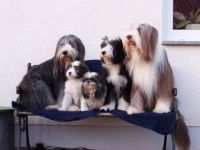 Bearded Collie-Hundezüchter in Thüringen (1. Ergebnis)