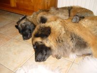 Estrela-Berghund-Hundezüchter (1. Ergebnis)