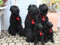 Schwarzer Terrier-Hundezüchter (4. Ergebnis)