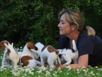 Jack Russell Terrier-Hundezüchter in Hessen (4. Ergebnis)