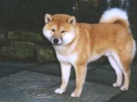 Shiba Inu-Hundezüchter (12. Ergebnis)