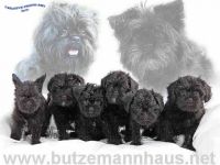 Affenpinscher-Hundezüchter in Berlin (12. Ergebnis)
