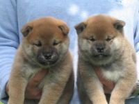 Shiba Inu-Hundezüchter (11. Ergebnis)