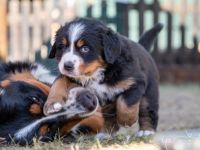 Berner Sennenhund-Hundezüchter in Bayern (3. Ergebnis)