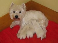 West Highland White Terrier-Hundezüchter (4. Ergebnis)