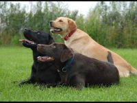 Labrador Retriever-Hundezüchter in Sachsen (3. Ergebnis)