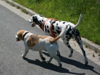 Dalmatiner-Hundezüchter (10. Ergebnis)