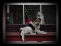 Jack Russell Terrier-Hundezüchter in Nordrhein-Westfalen (4. Ergebnis)