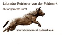 Labrador Retriever-Hundezüchter in Nordrhein-Westfalen (17. Ergebnis)