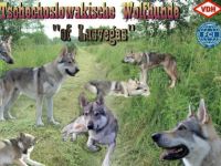 Tschechoslowakischer Wolfshund-Hundezüchter (5. Ergebnis)